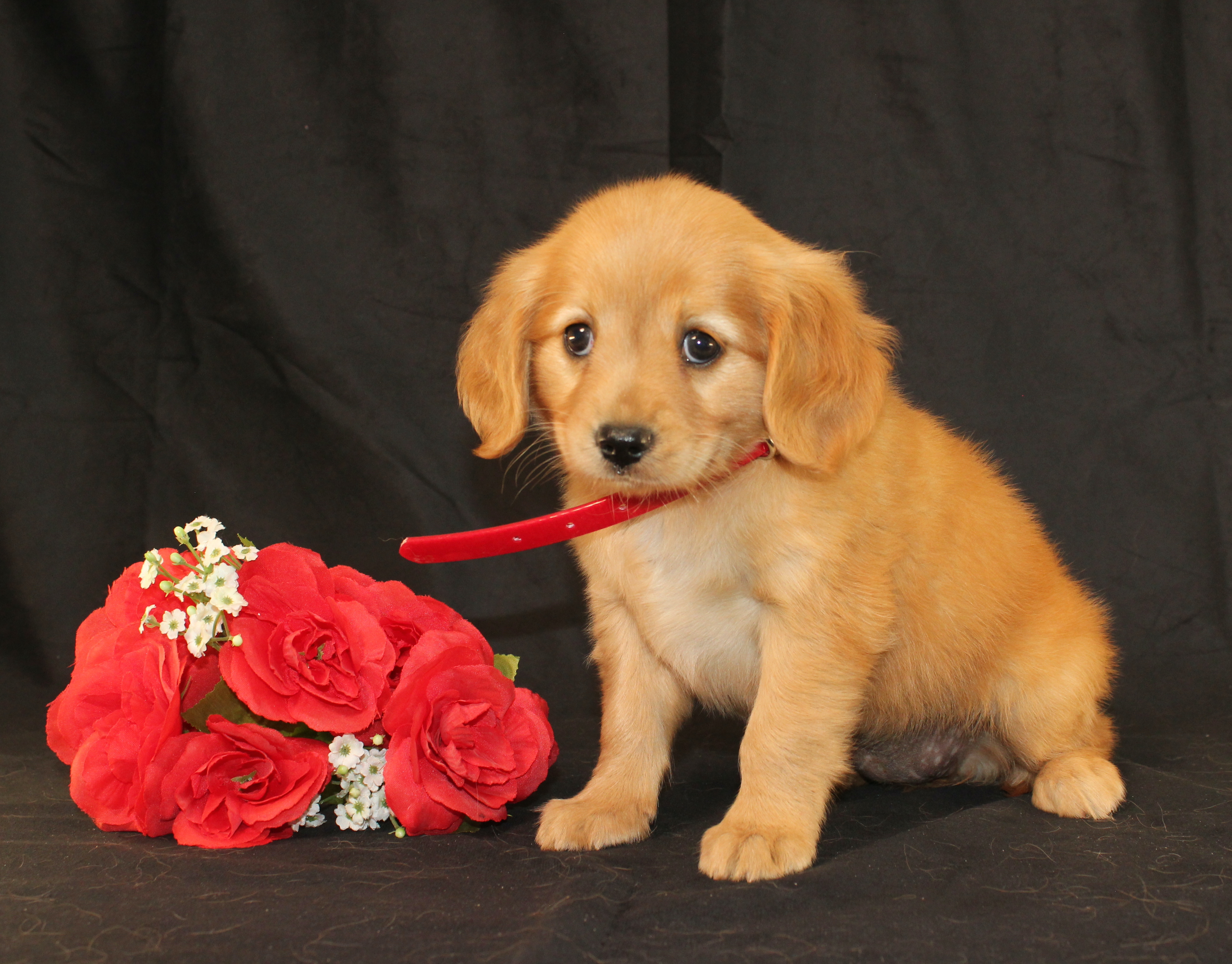 puppy, for, sale, Mini Golden Retriever, Ivan J. Stoltzfus, dog, breeder, Dornsife, PA, dog-breeder, puppy-for-sale, forsale, nearby, find, puppyfind, locator, puppylocator, aca